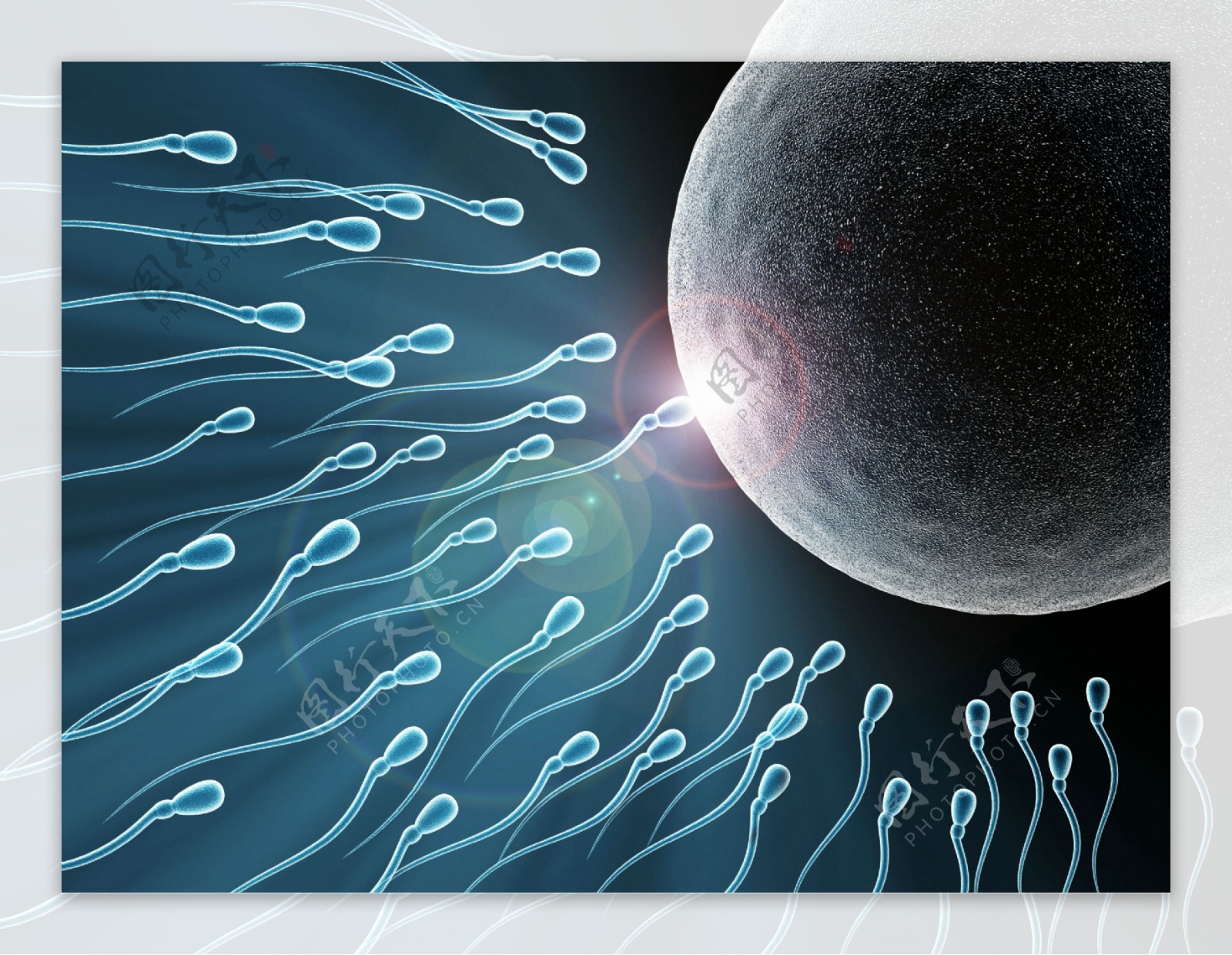 精子卵子细胞图片素材-编号28073242-图行天下