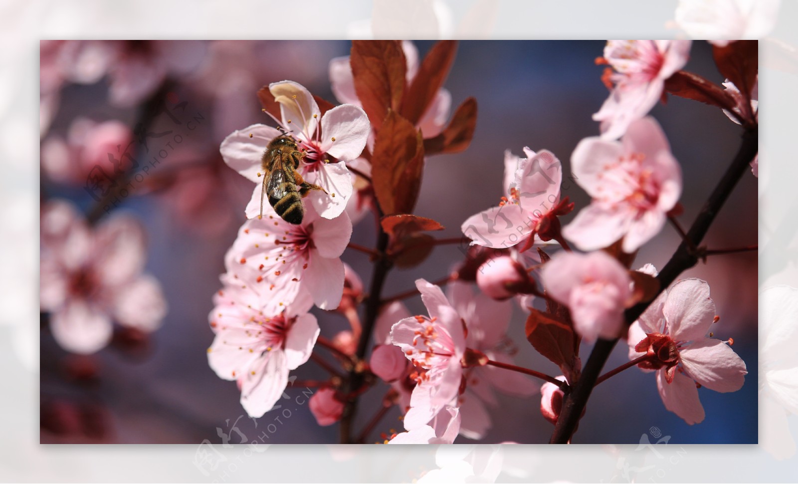 小蜜蜂和桃花