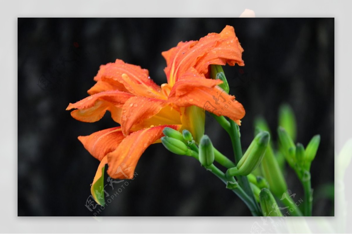 雨露萱草花