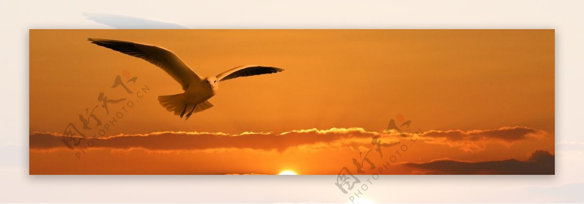 黄昏夕阳海鸥