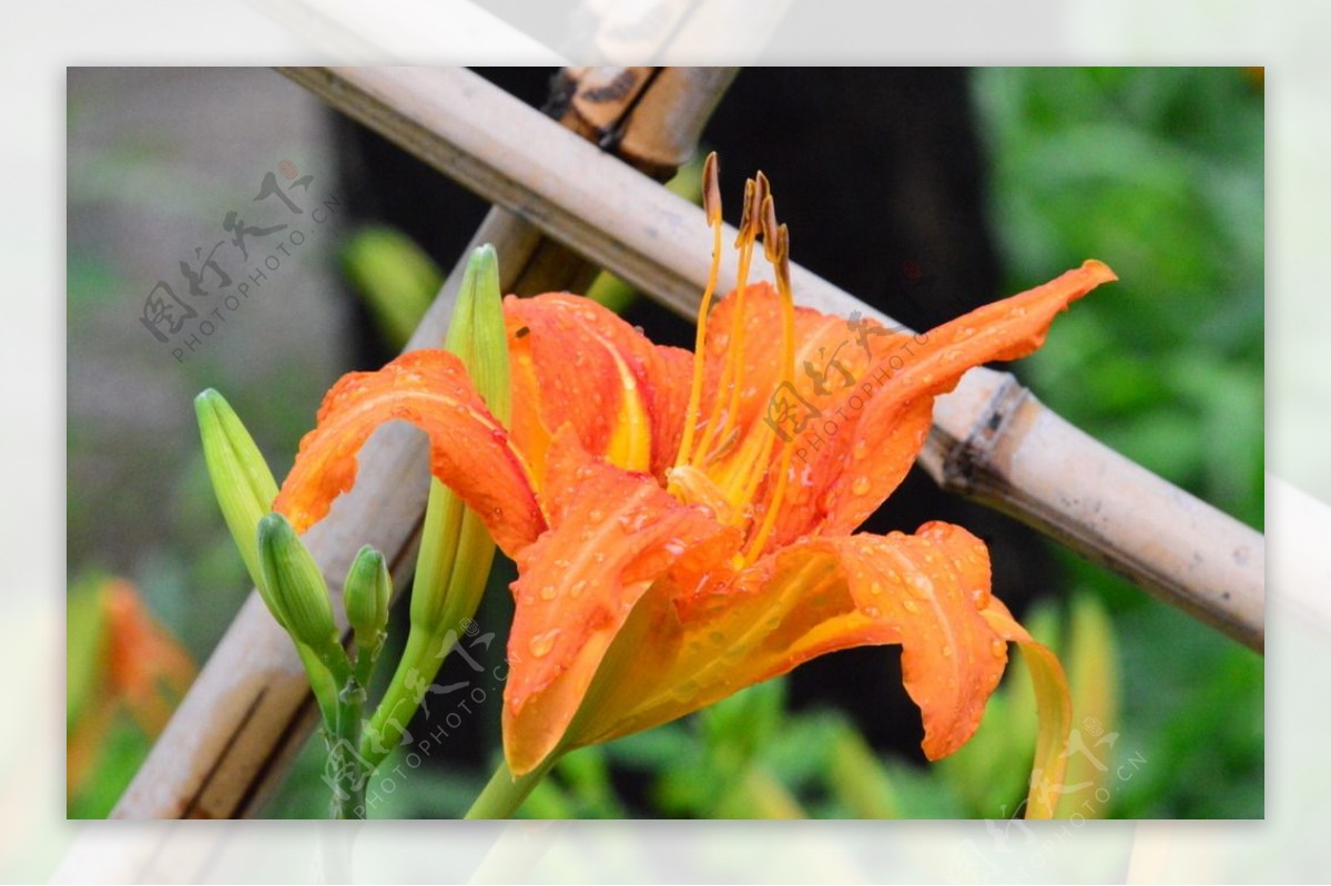 雨露萱草花