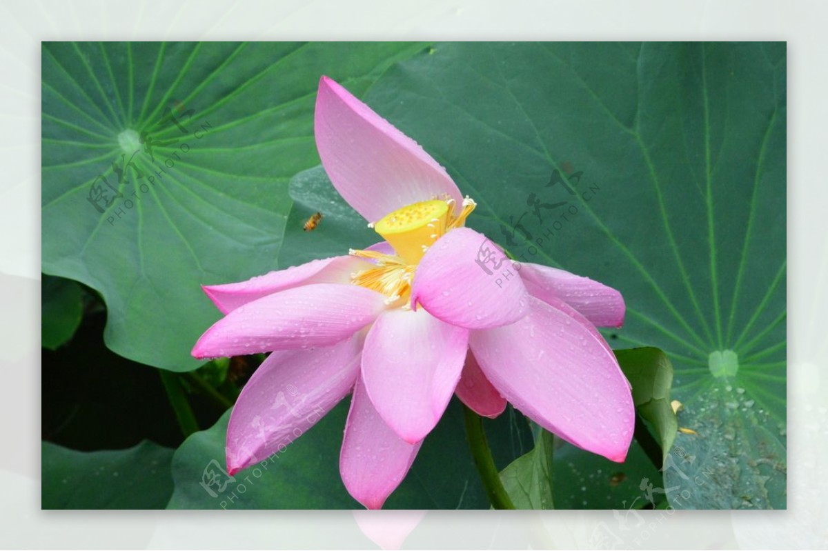 雨露荷花