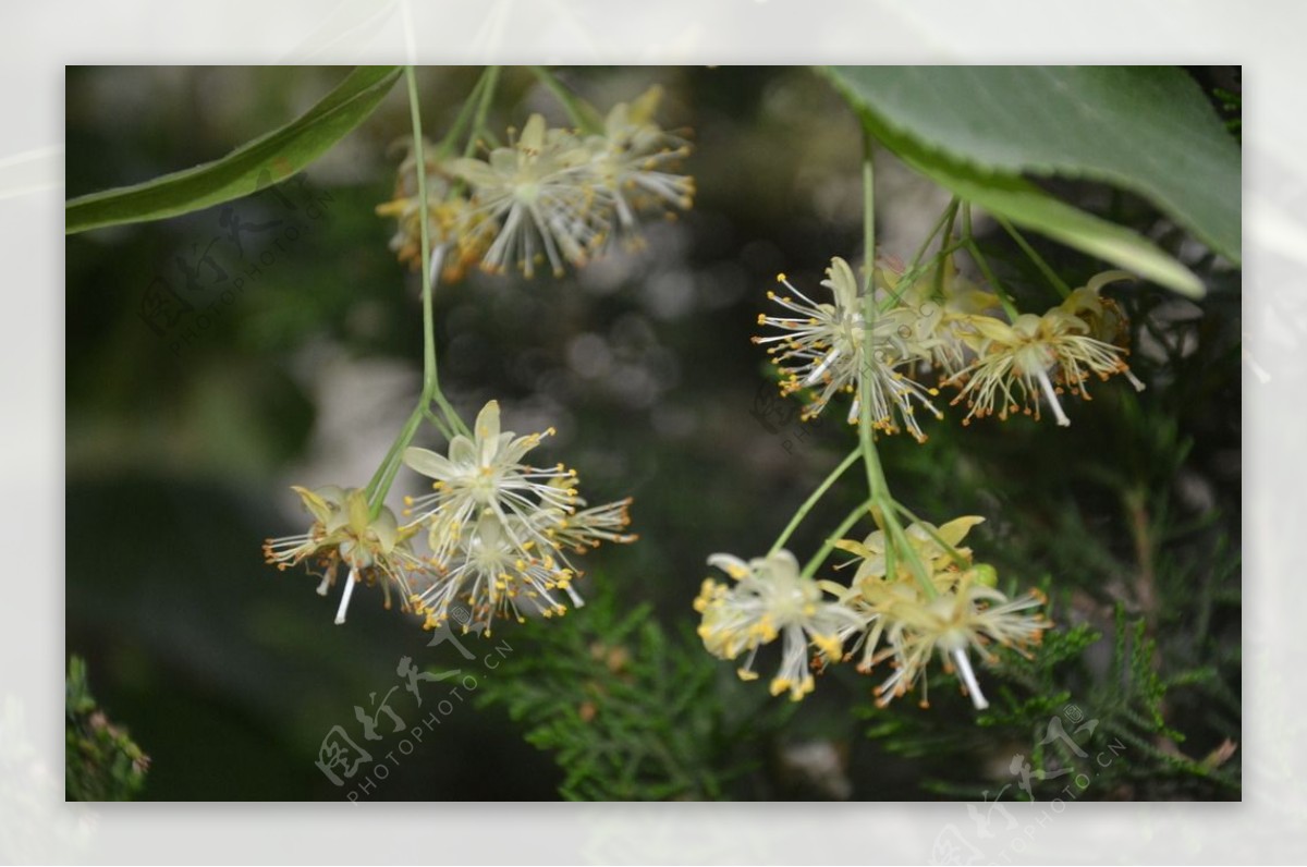 欧椴树花