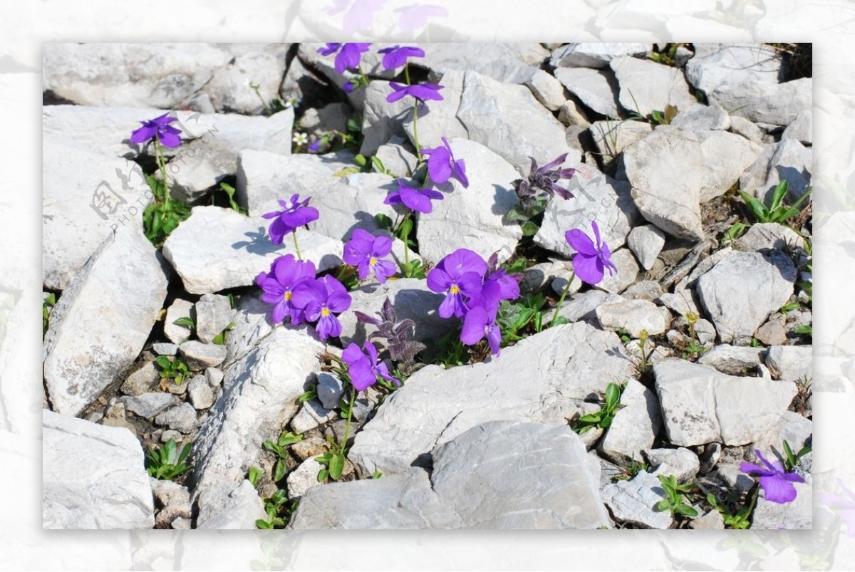 石头缝里的鲜花