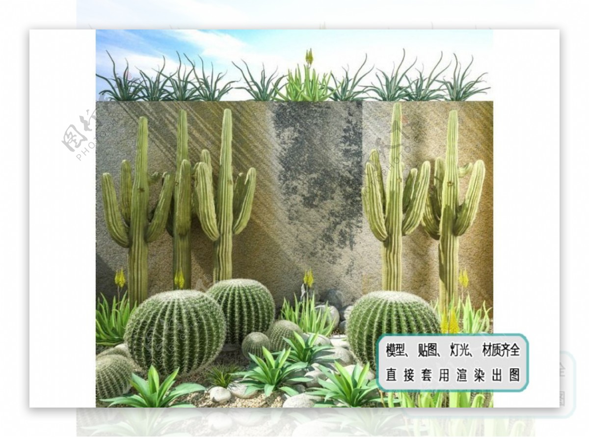 植物墙沙漠植物仙人掌组合盆景