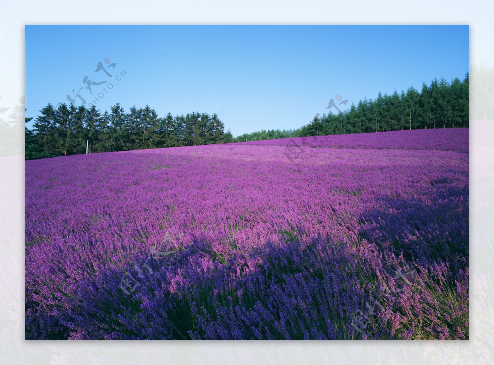 薰衣草花海