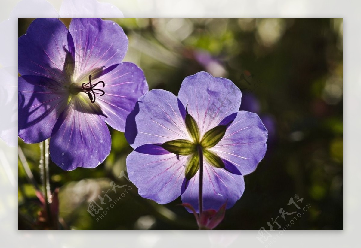 鲜花 紫色小花 性质 紫色的花 紫 植物 jardiniere图片下载 - 觅知网