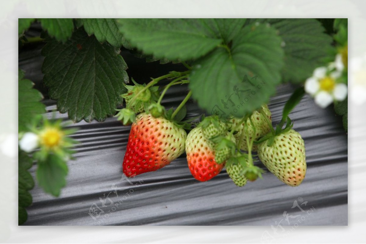 塑料薄膜上的草莓