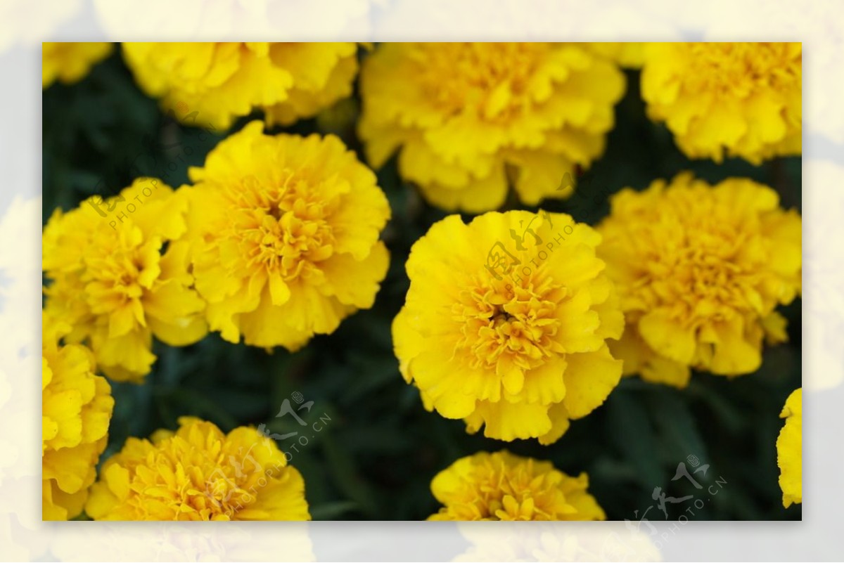 黄色绿植花卉图片素材