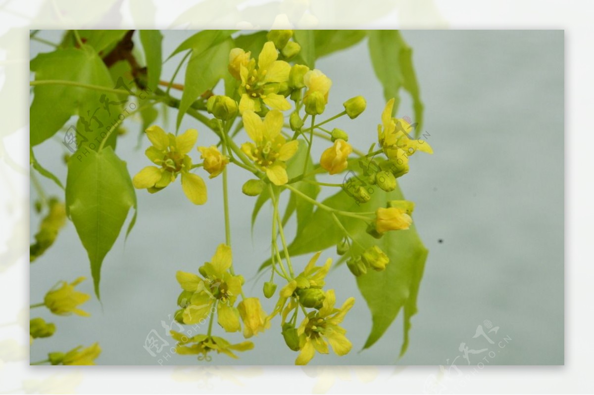 枫树花