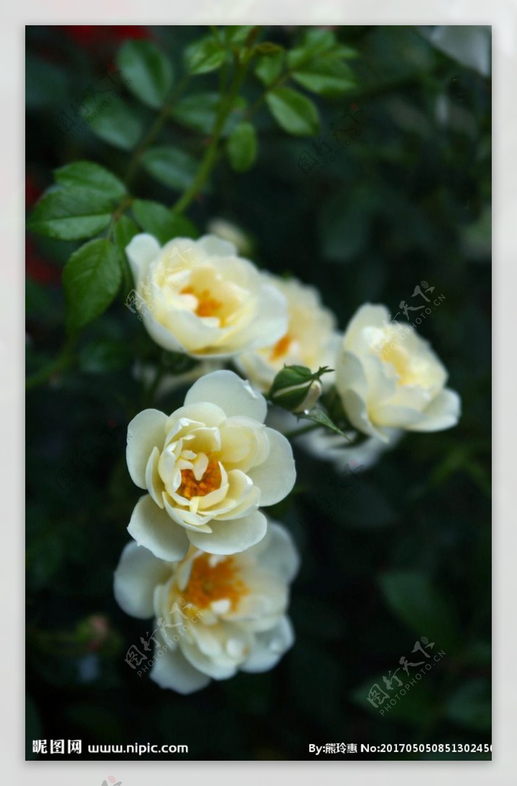白蔷薇花