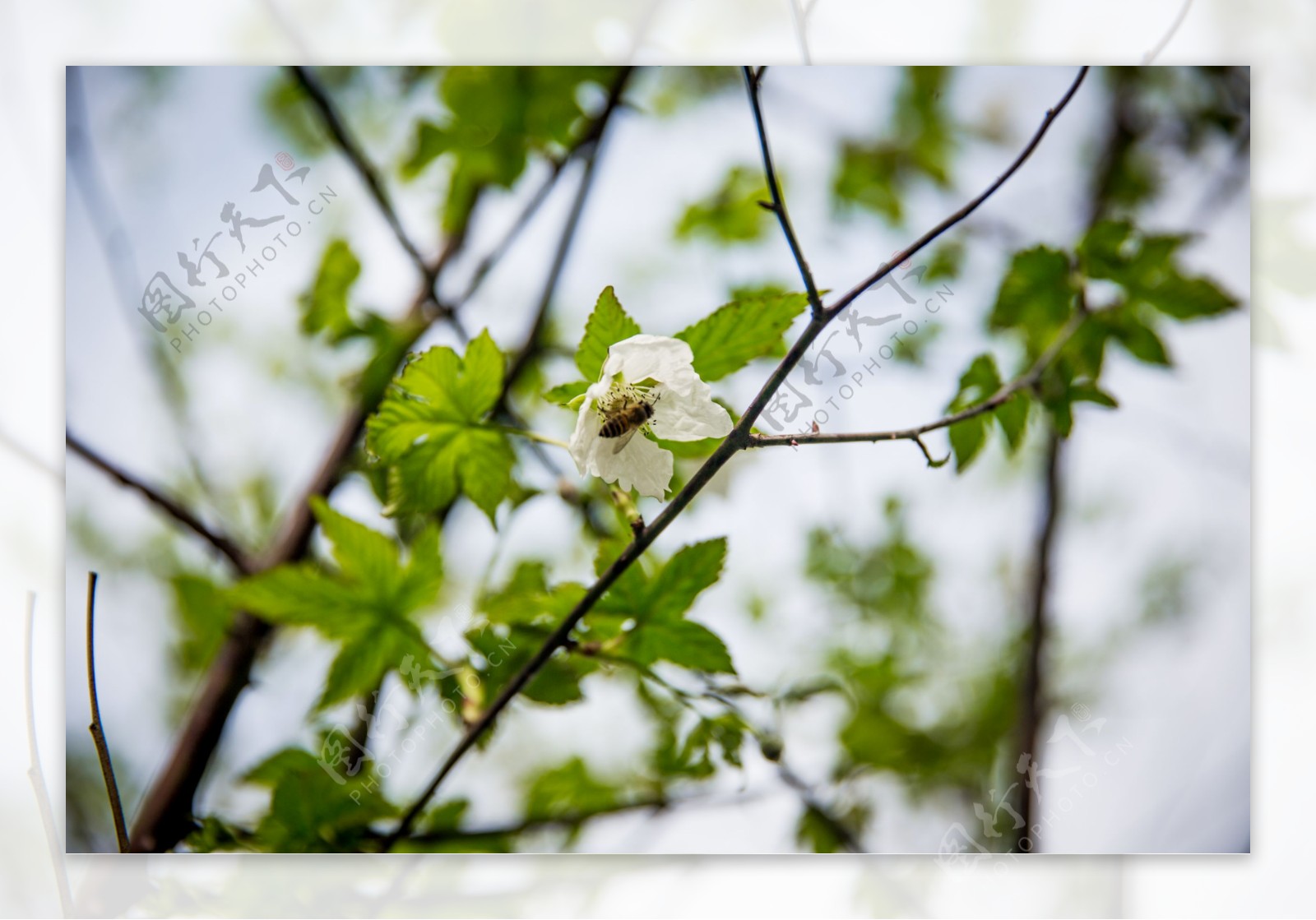 掌叶覆盆子花