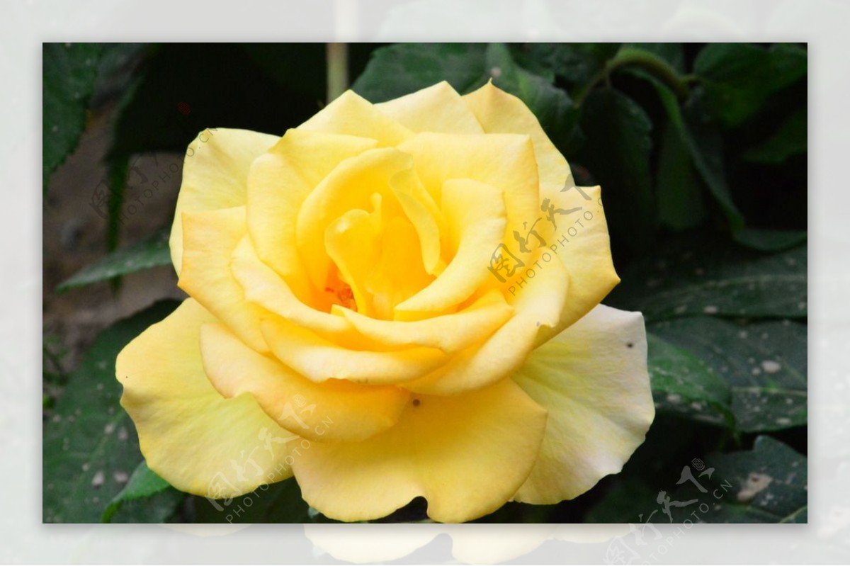 又美又香的切花玫瑰—“粉荔枝”，月季花品种！