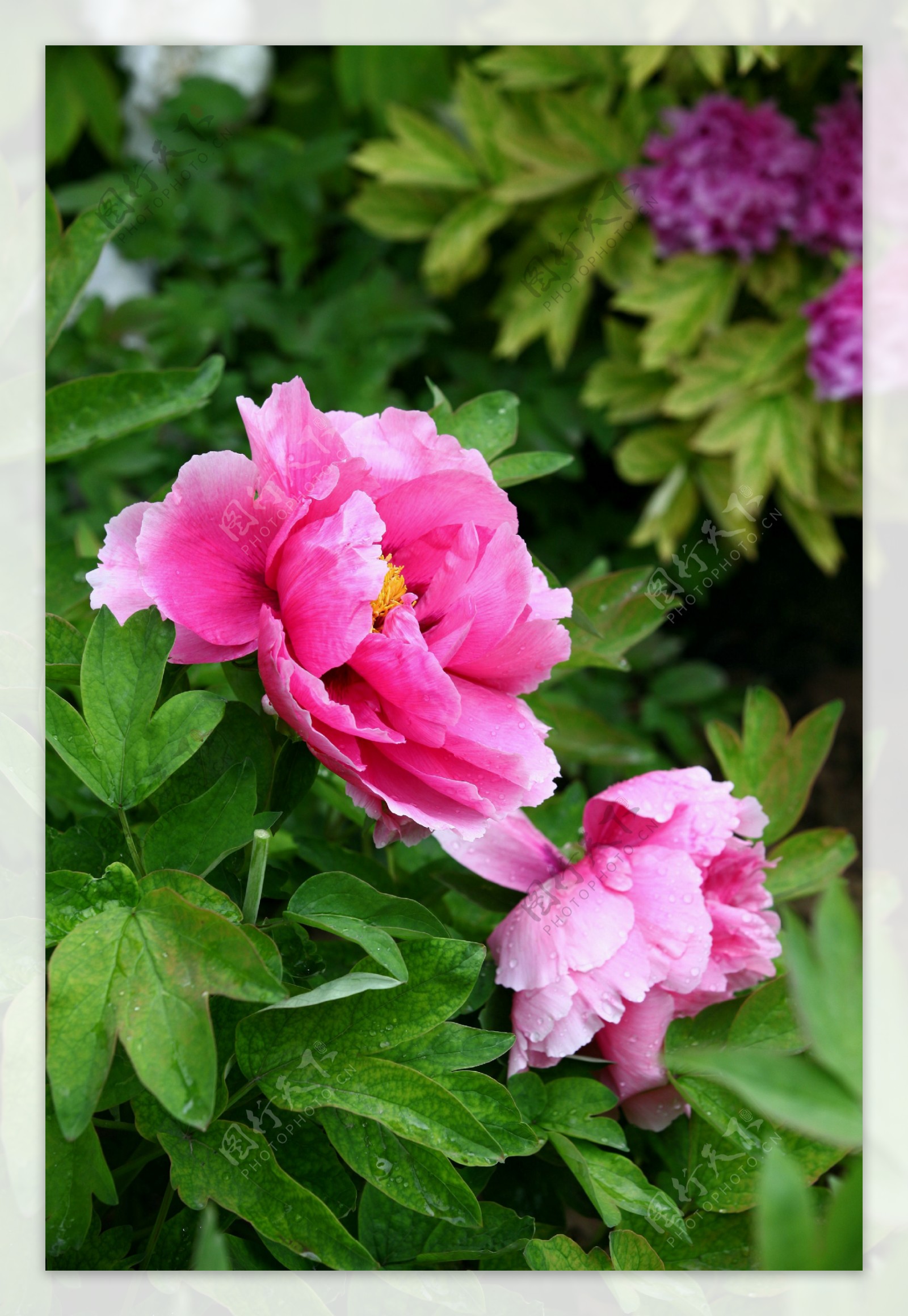 雨后两簇粉红色牡丹花