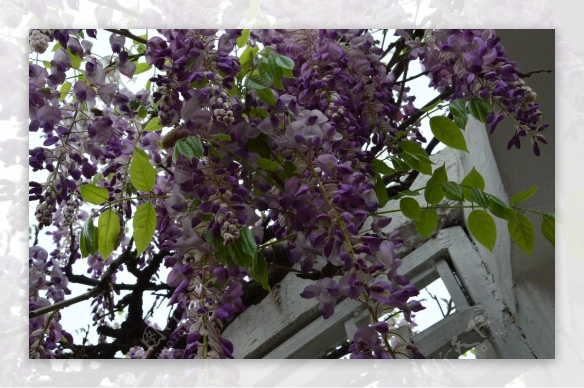 紫藤花儿