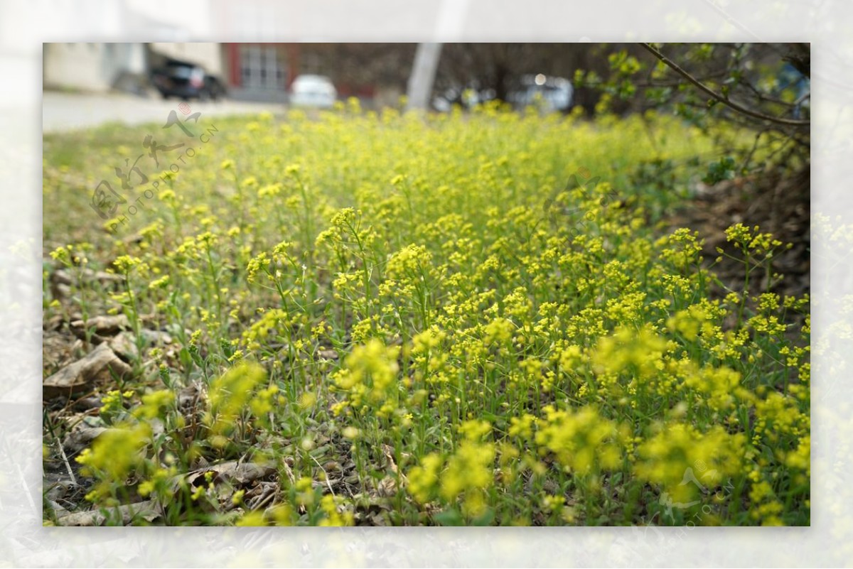 春天黄色的野花