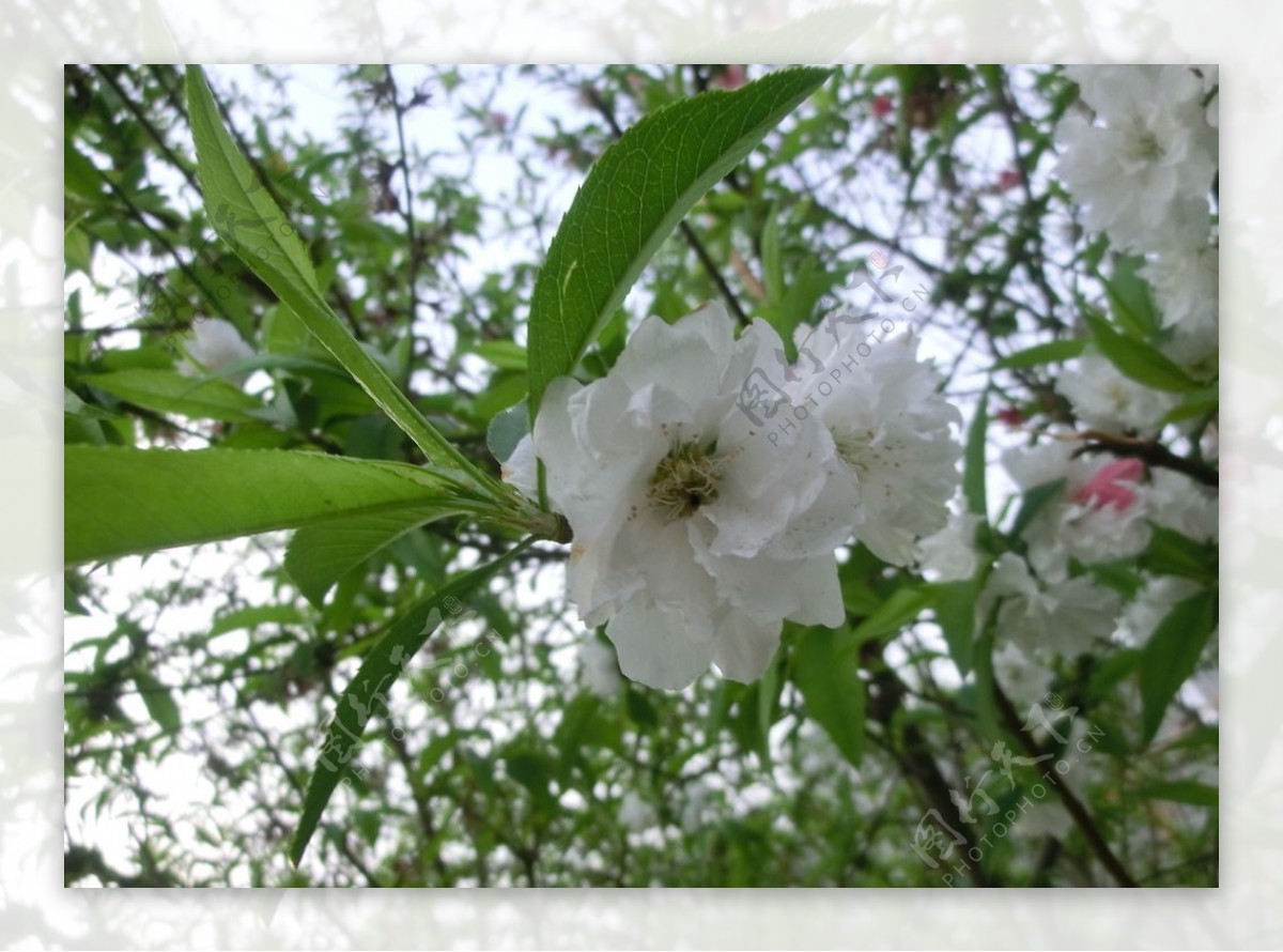 高清摄影白色桃花