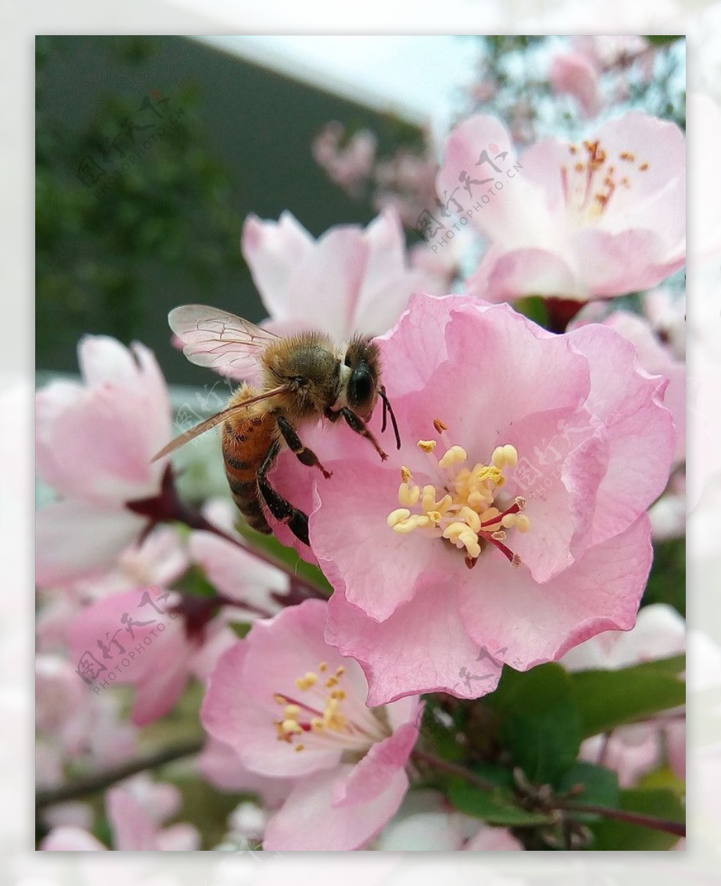 蜂与花