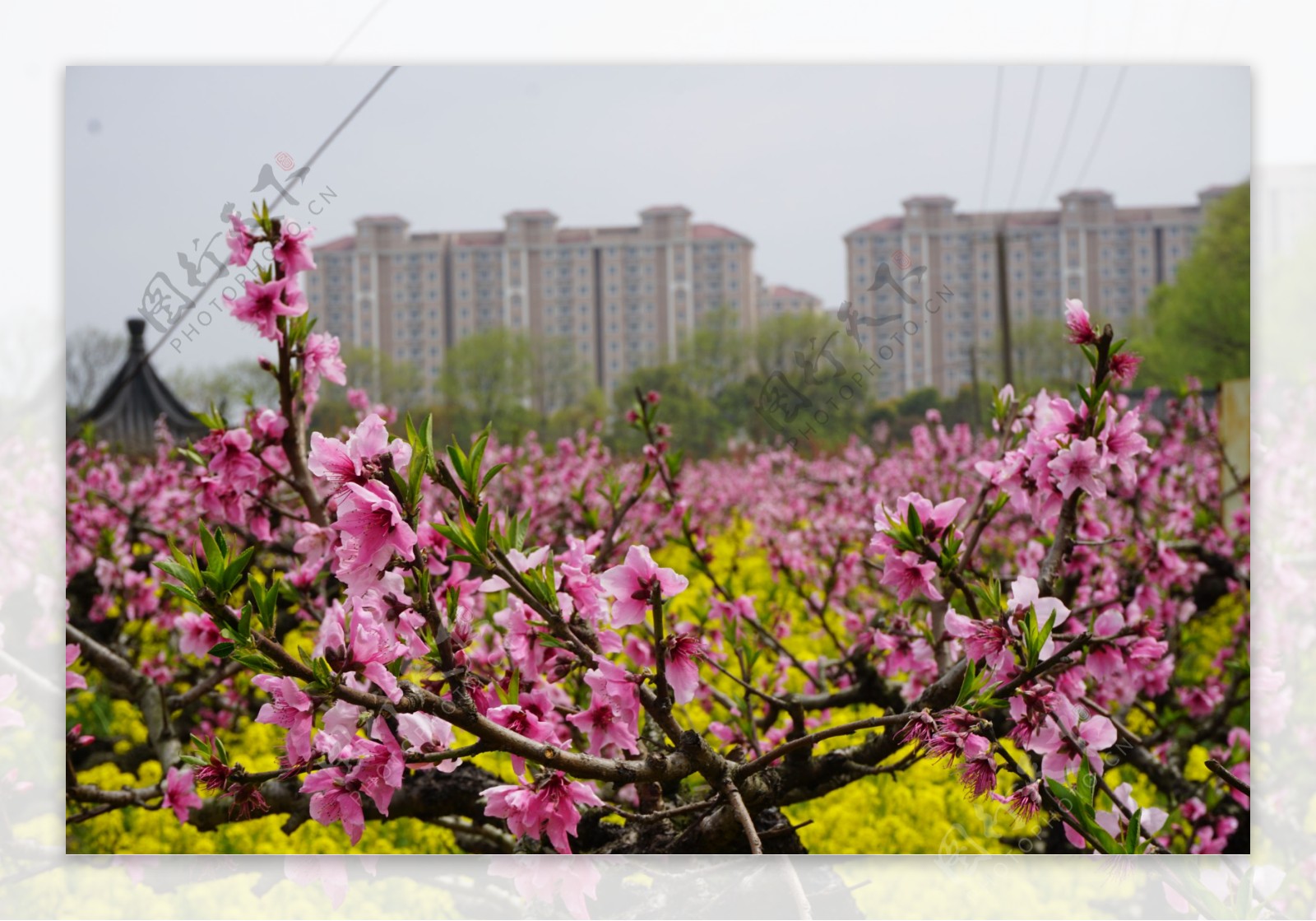 上海南汇桃花村