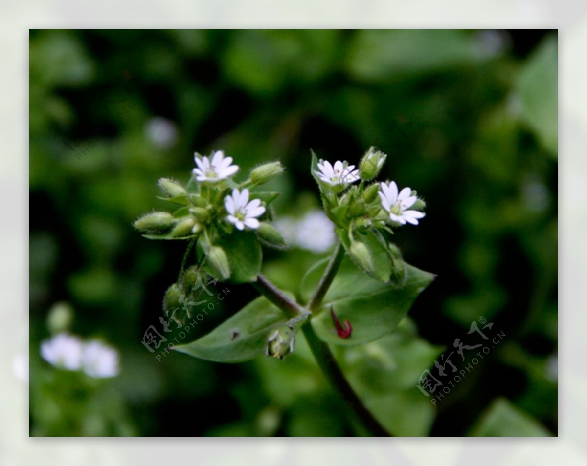 小白花