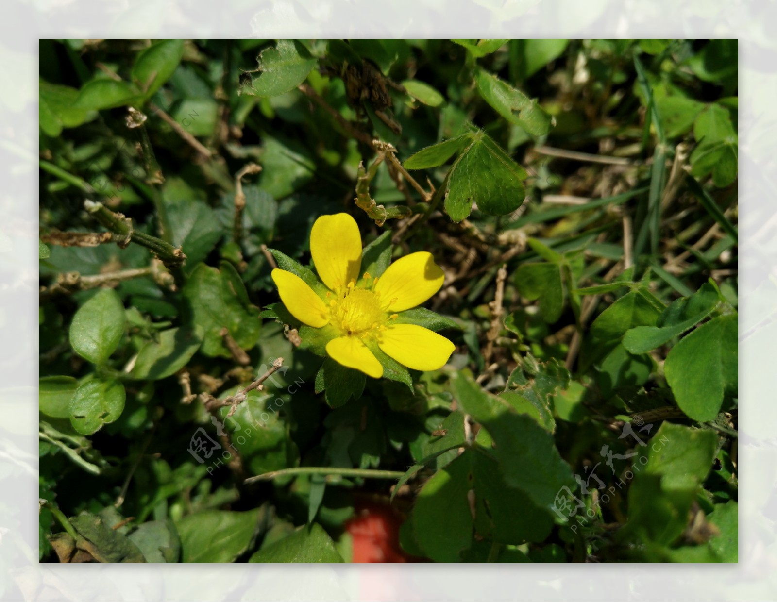 小黄花