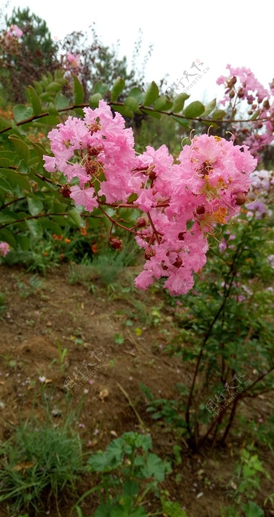 一簇粉红色的花
