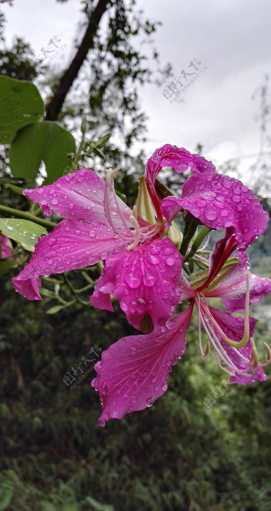 紫荆花