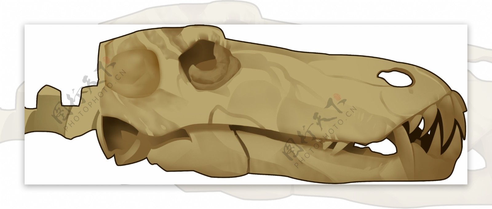 恐龙头骨