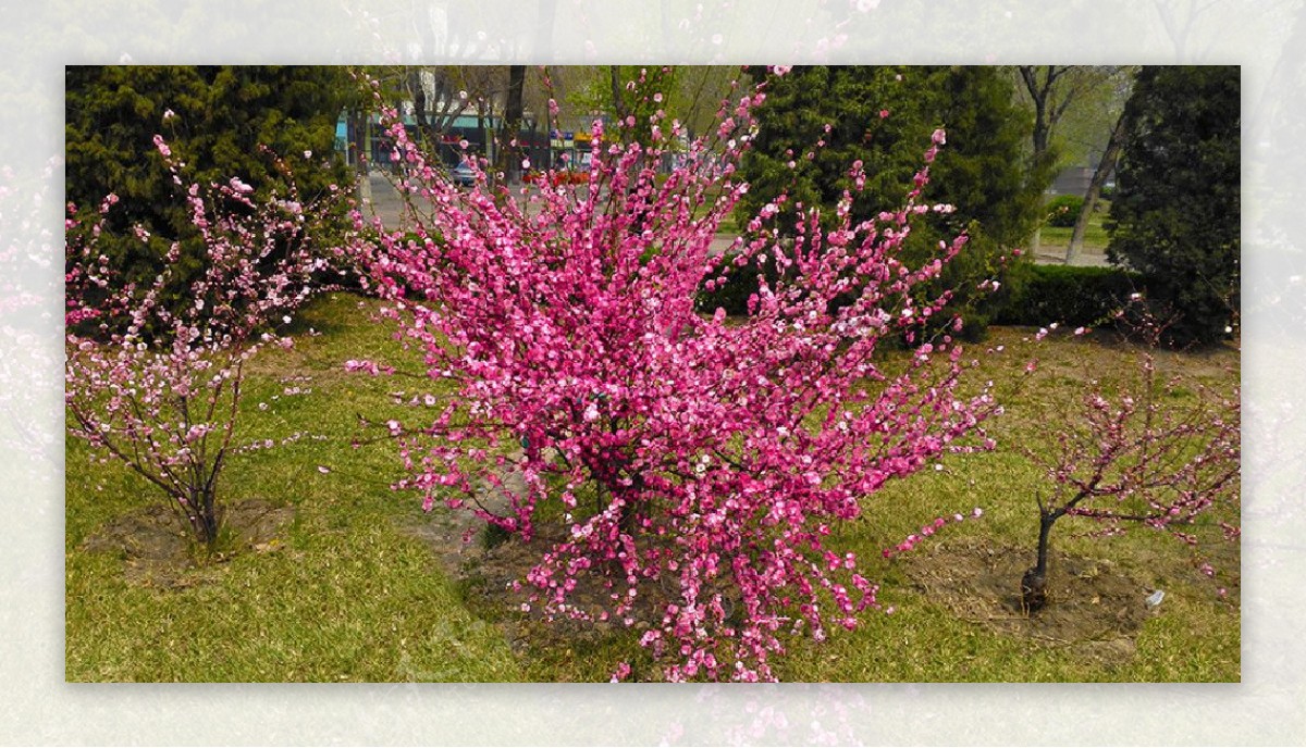 春季粉色桃花树摄影图