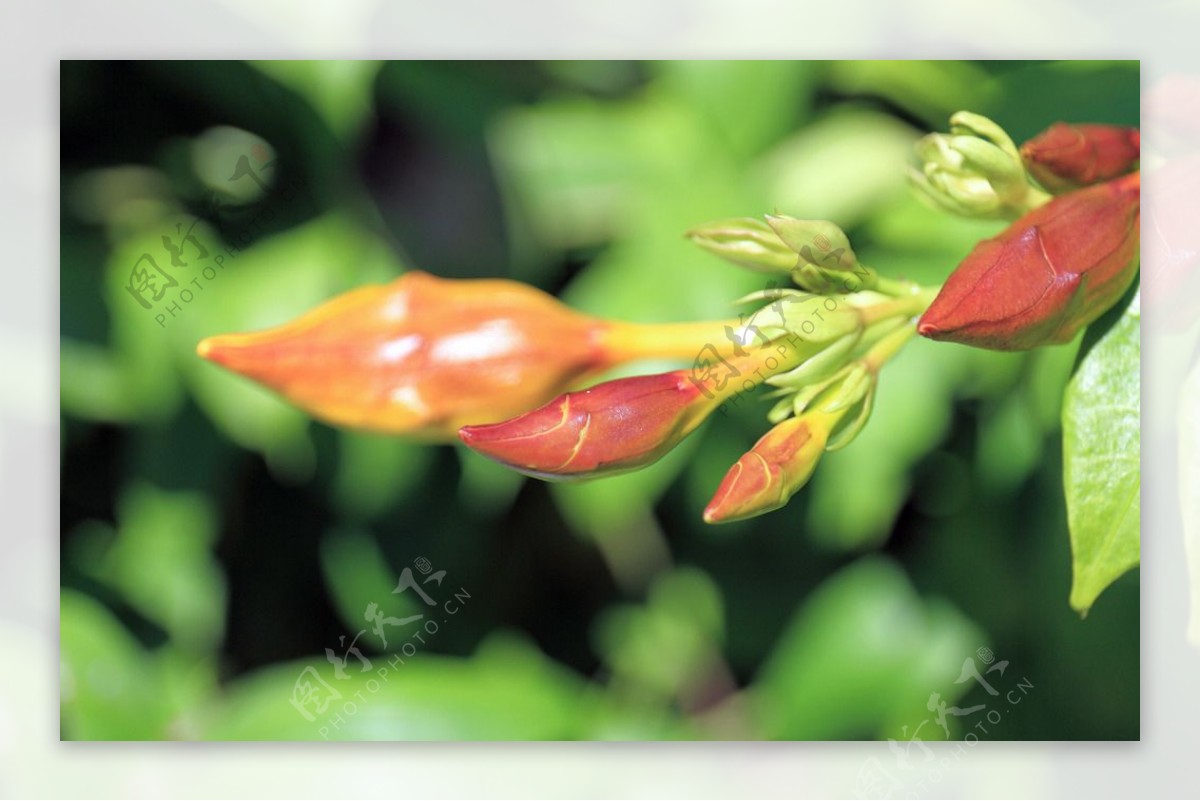 凌霄花