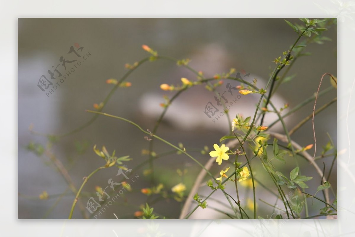 小黄花