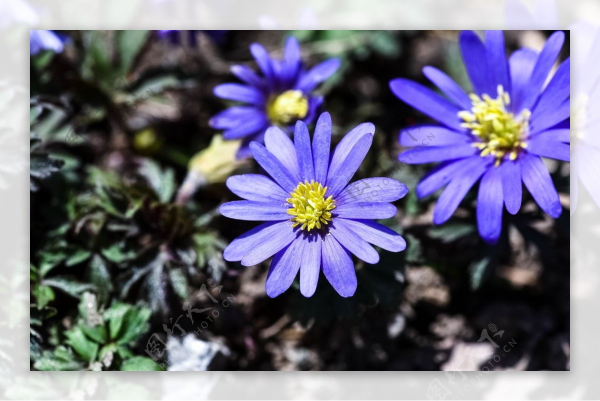 蓝紫色银莲花