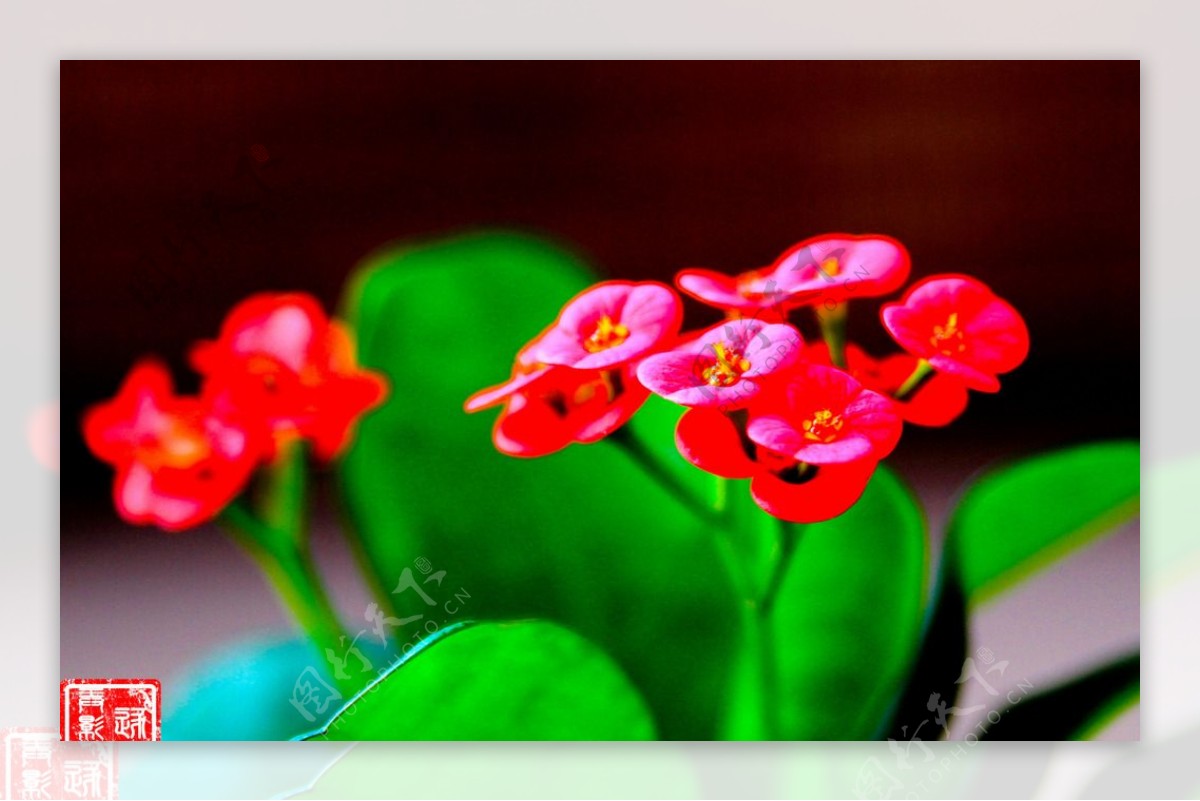 绿叶红花