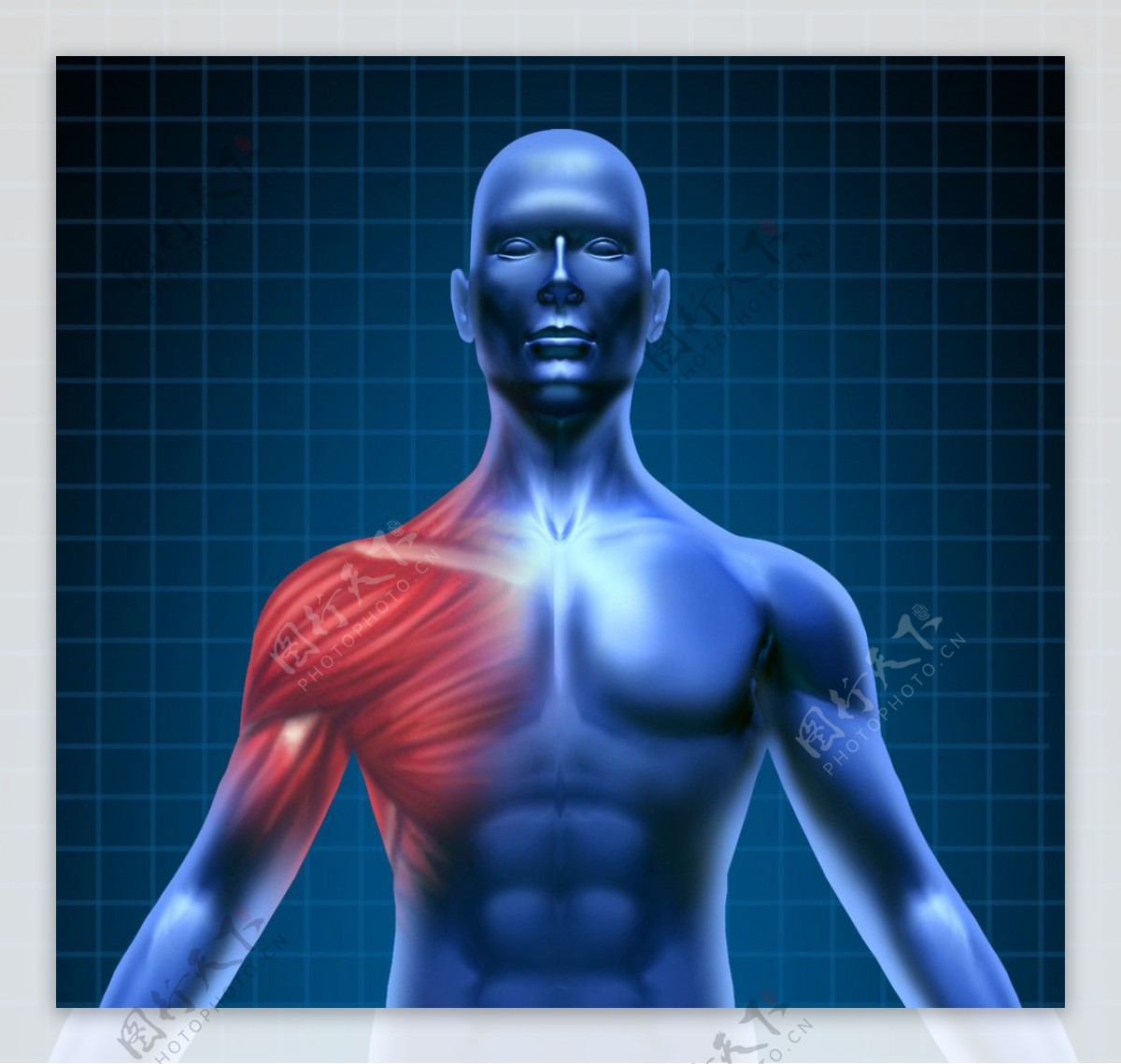 图265 背肌-人体解剖组织学-医学