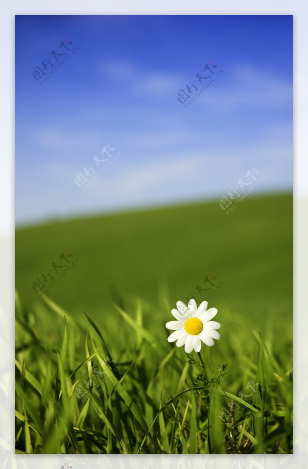 草丛里的一朵小白花