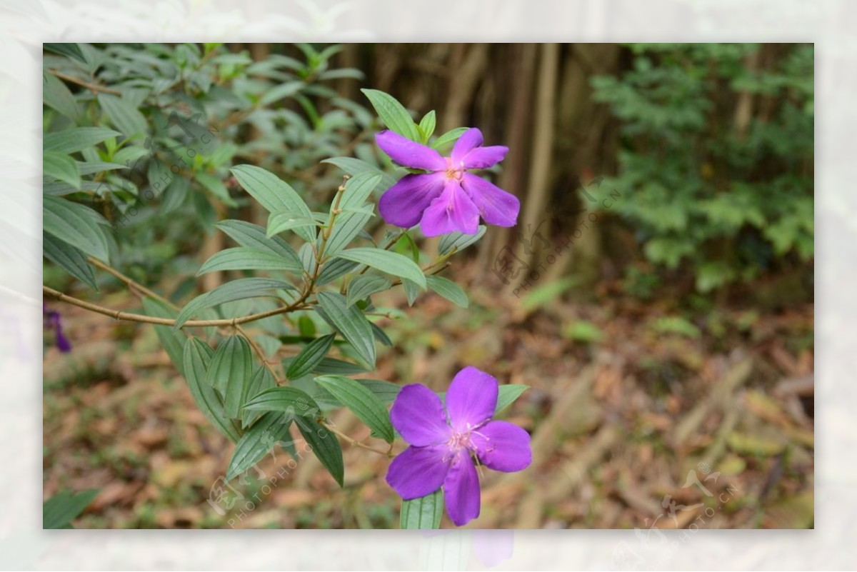 花草