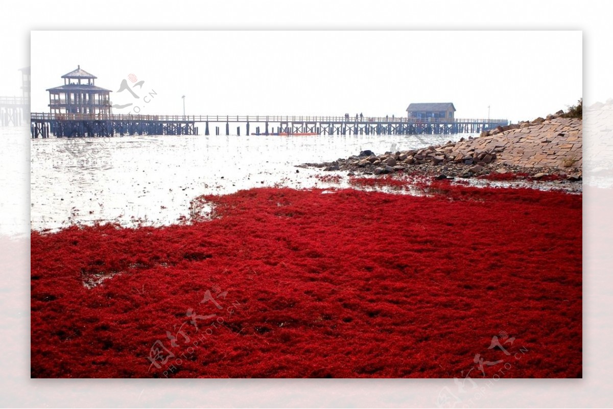美丽的红海滩 - 知乎