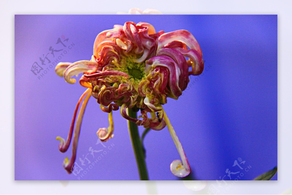 菊花高清特写