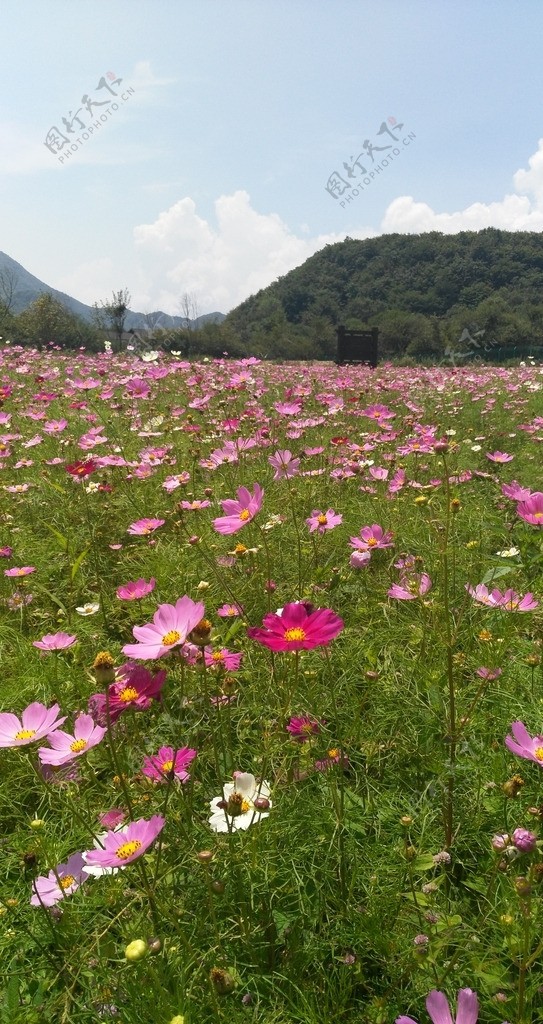 花海摄影图