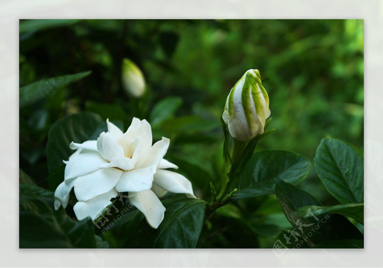 栀子花