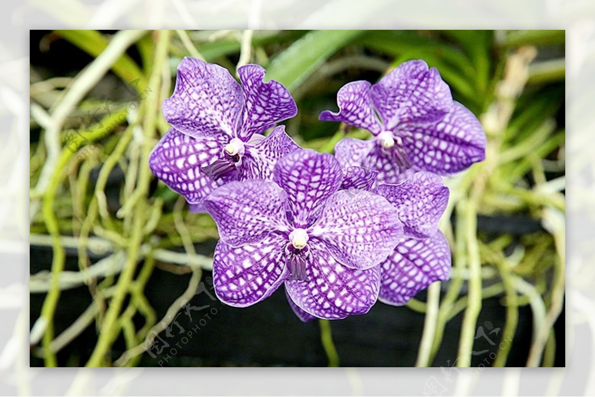紫色蝴蝶兰花
