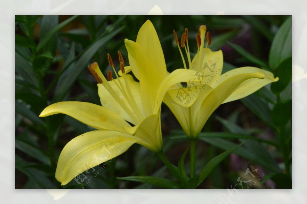 百合花