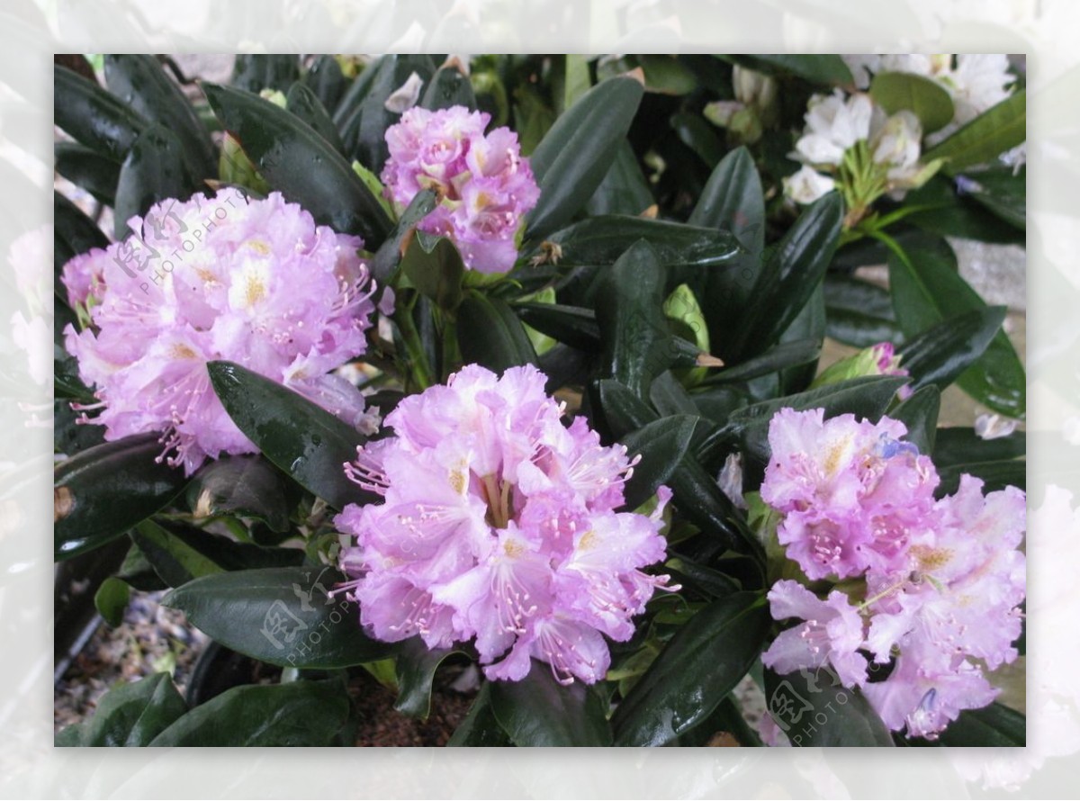 雨露杜鹃花