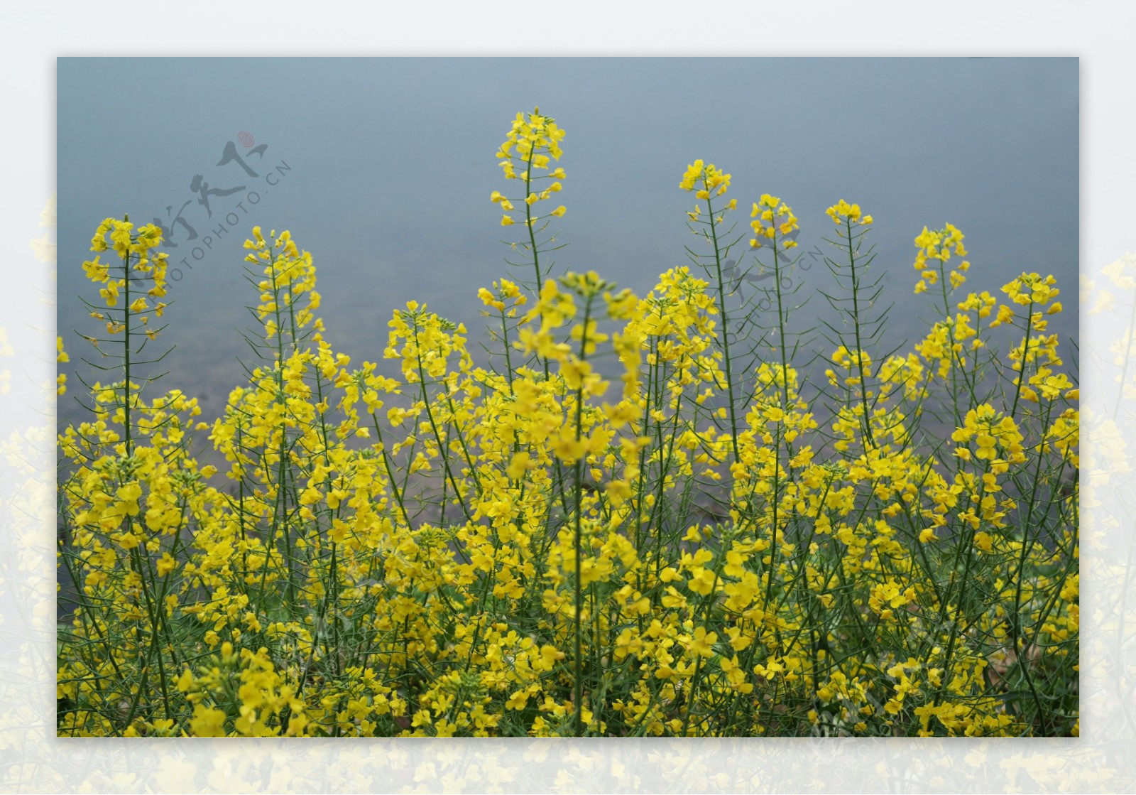 油菜花