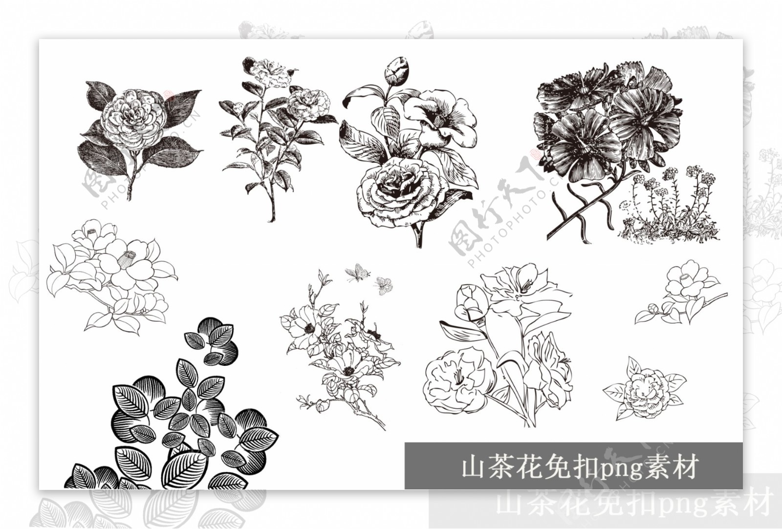 山茶花免扣素描手绘png素材