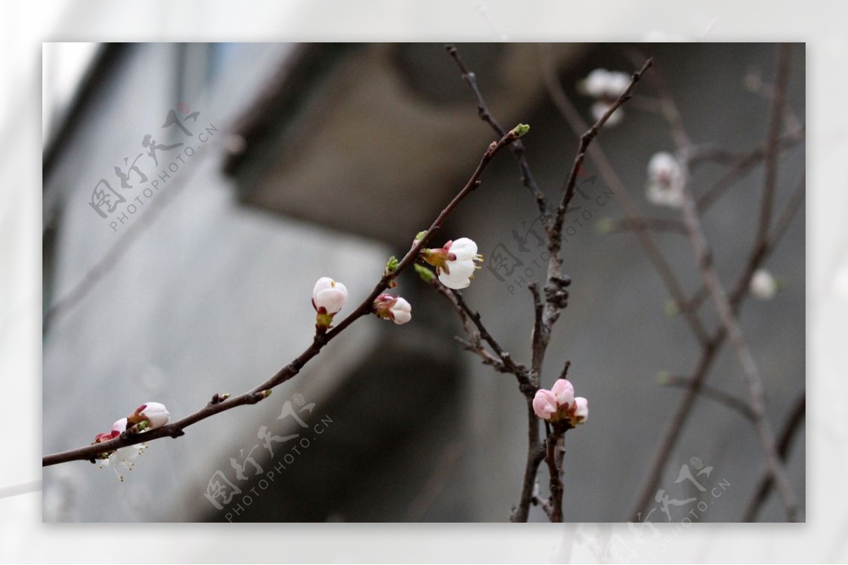 桃花枝