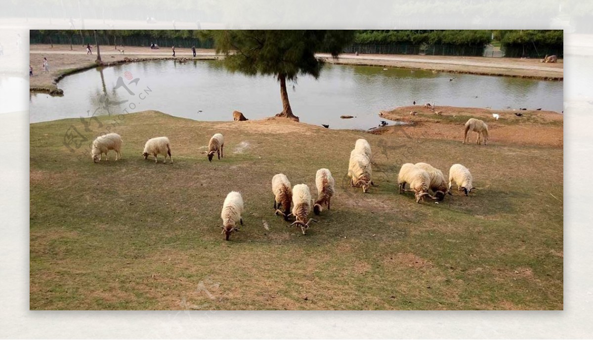 动物园山羊绵羊