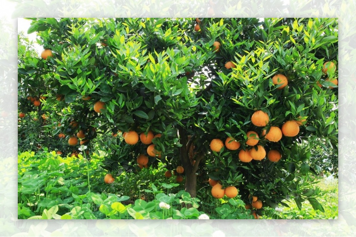 橙子广柑橘子水果