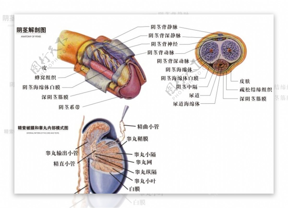 三、阴茎筋膜和悬韧带-泌尿科学-医学