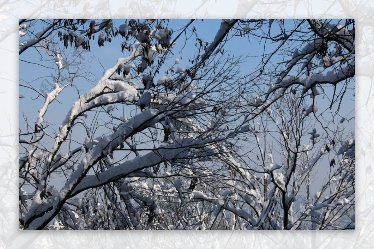 森林白雪